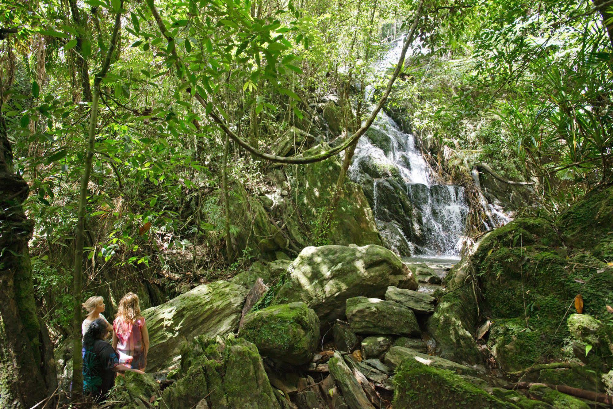Daintree Ecolodge Eksteriør bilde